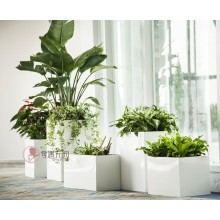 專注室內(nèi)綠植服務(wù)8年，綠植租賃，免費(fèi)養(yǎng)護(hù)，一站式商務(wù)空間